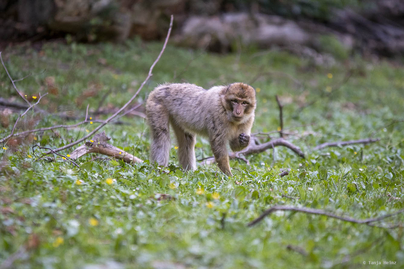 barbary macaques in the grass looking for food