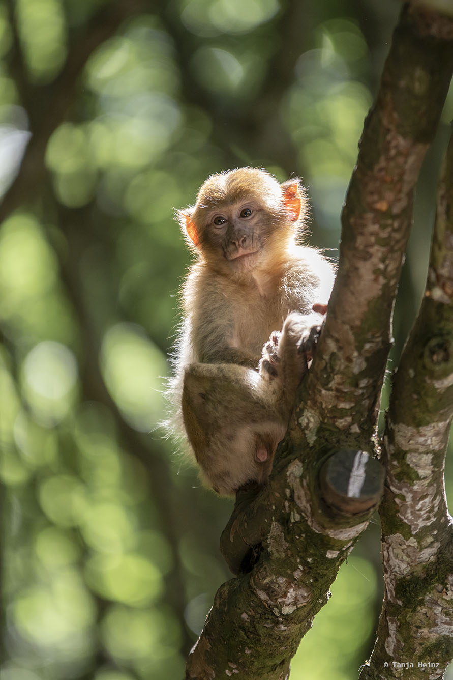 barbary macaque in a tree
