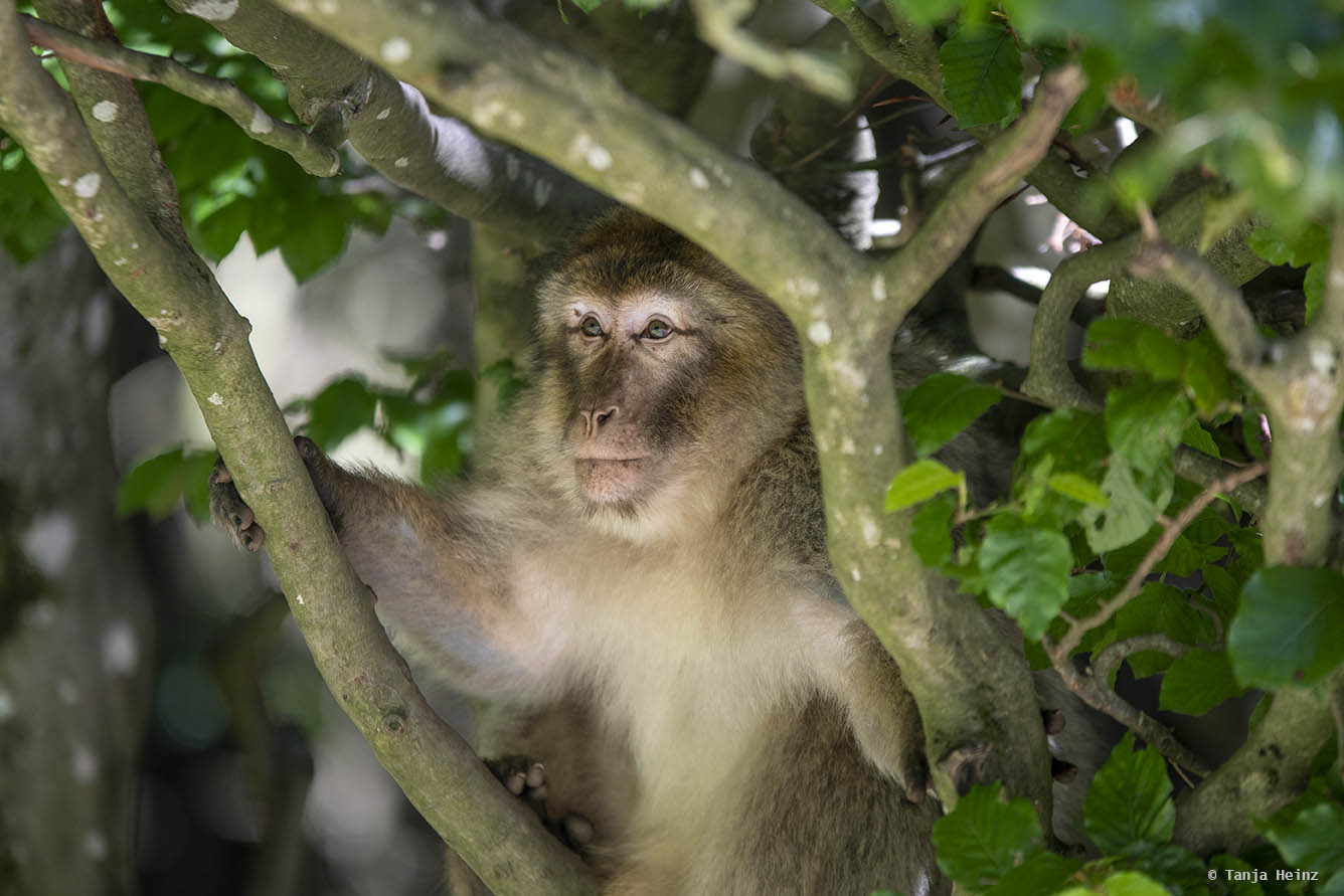 barbary macaque in a tree