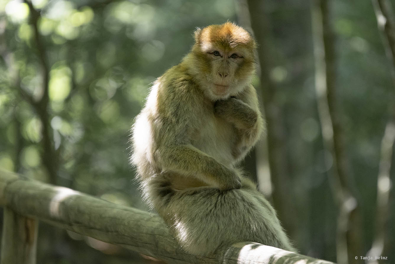 barbary macaque on the Affenberg Salem