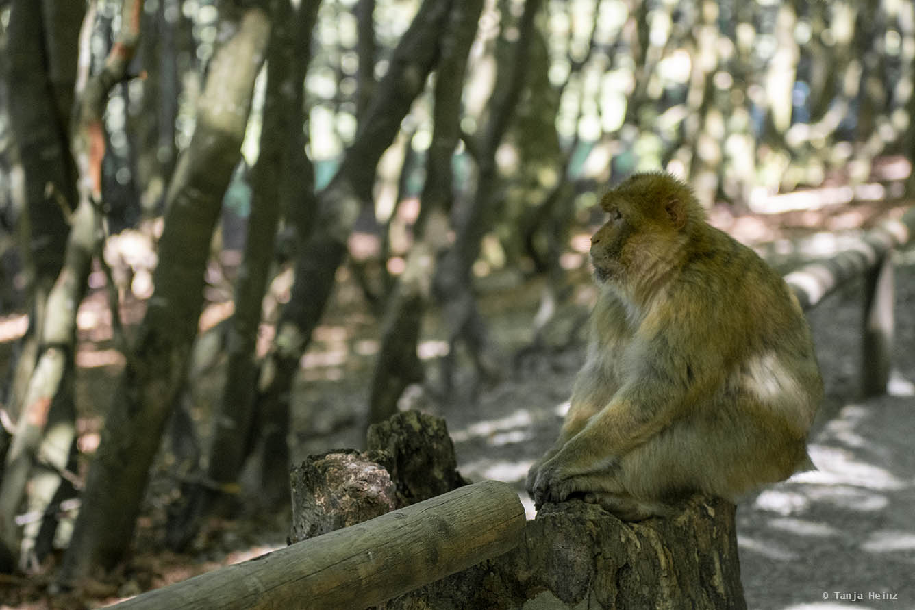 barbary macaques on the Affenberg Salem