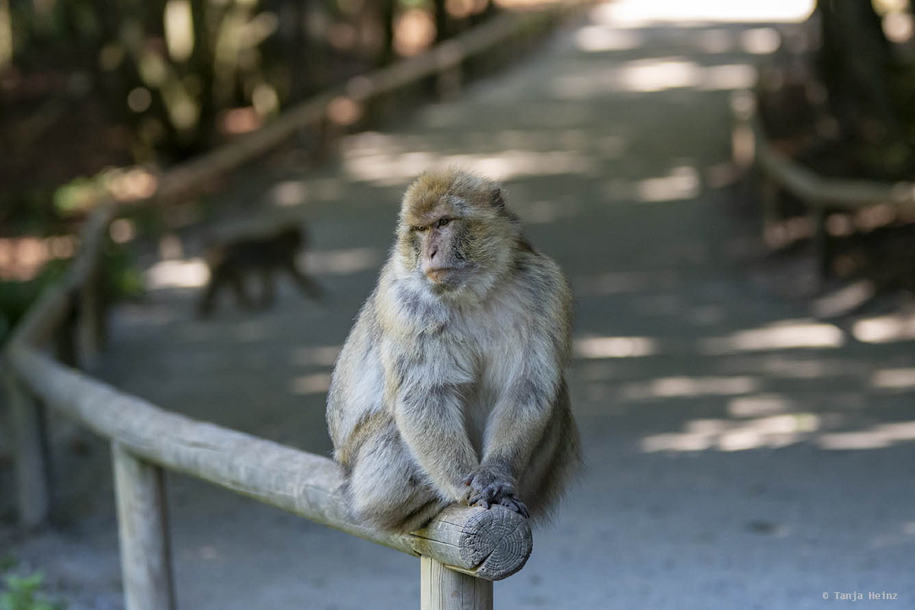 barbary macaque on the Affenberg Salem