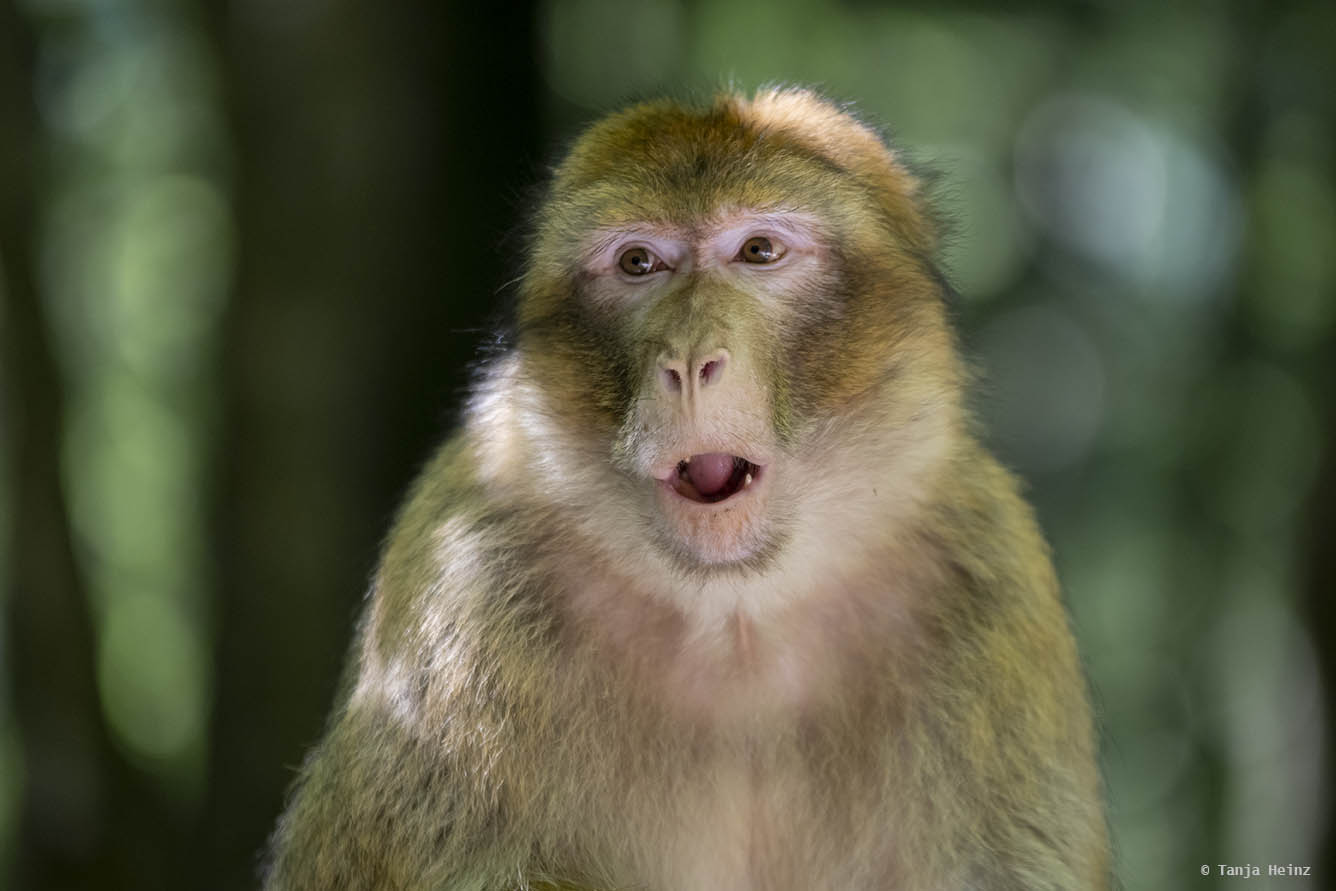 barbary macaque close-up