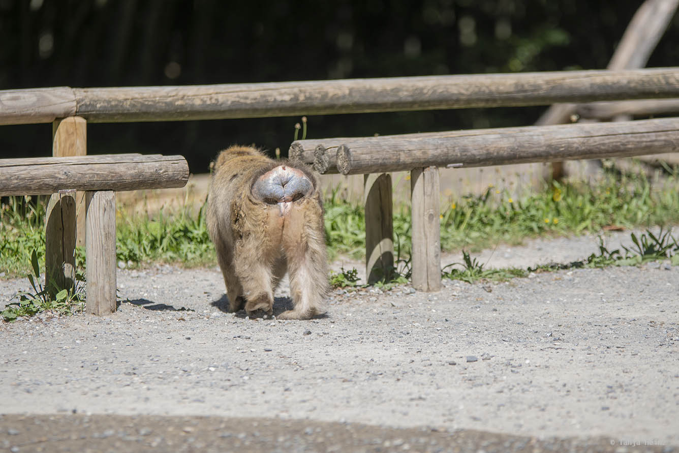 barbary macaque walking