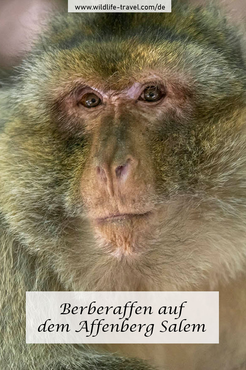 Berberaffe Nahaufnahme