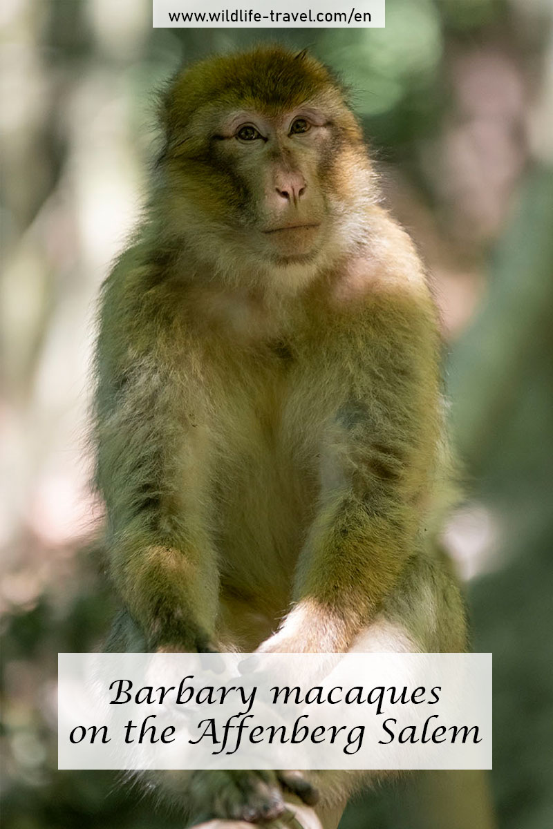 barbary macaque sitting