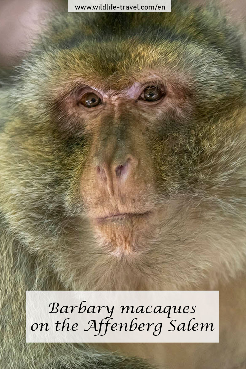 barbary macaque on the Affenberg Salem