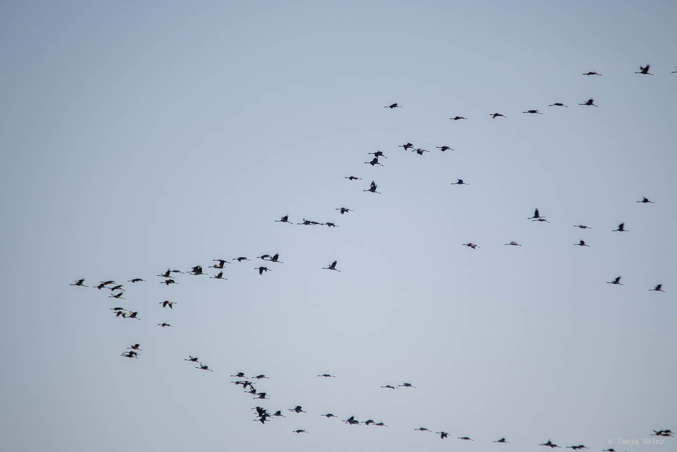 Kraniche auf Fischland-Darß-Zingst