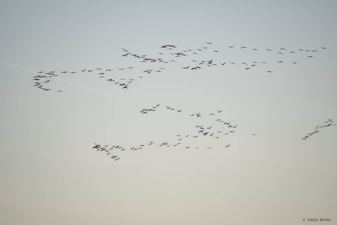 Eine Gruppe Kraniche