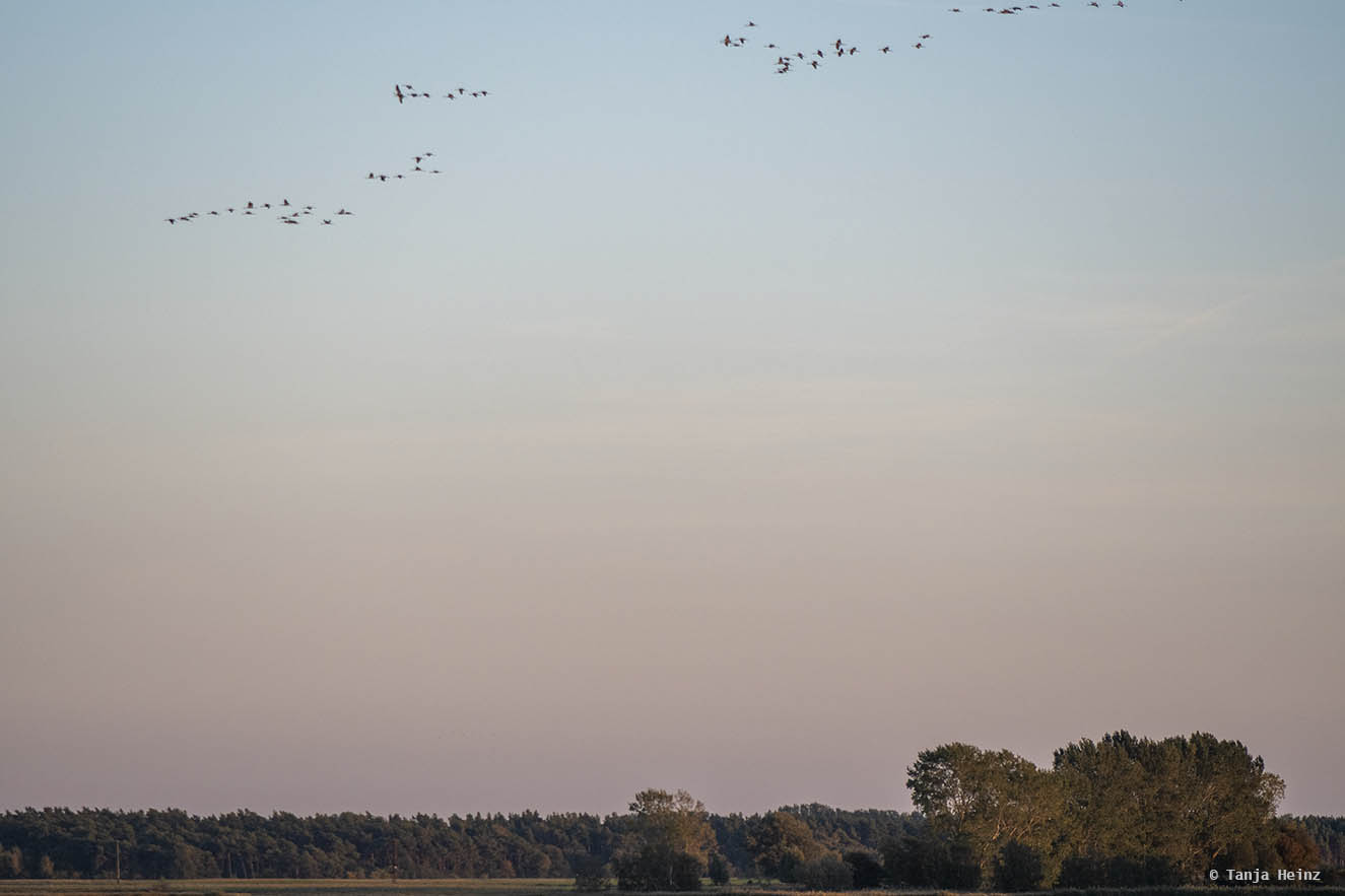 Kraniche auf Fischland-Darß-Zingst