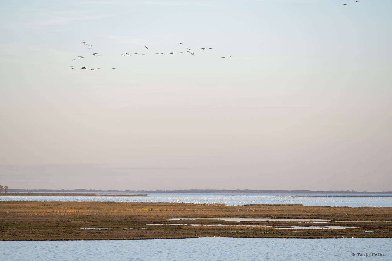 Kraniche in ihren Schlafplätzen