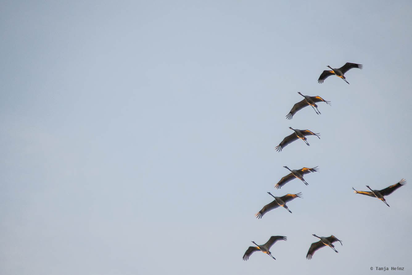 Kraniche auf Fischland-Darß-Zingst