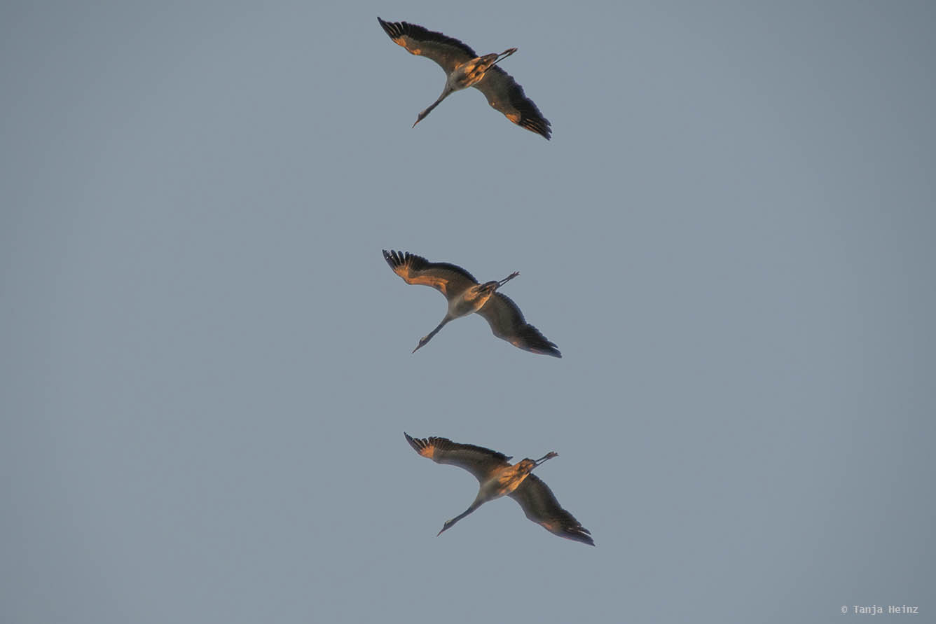 Kraniche über der MS River Star