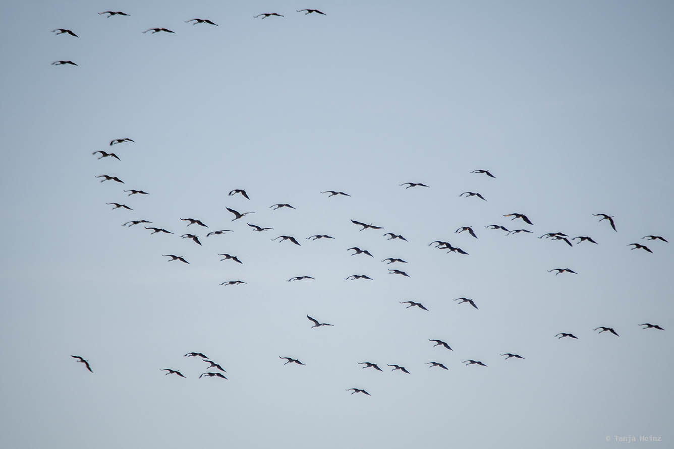 Kraniche auf Fischland-Darß-Zingst