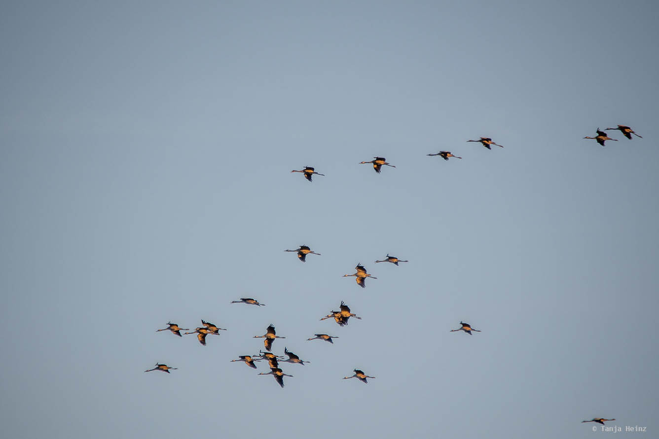 Kranichbeobachtung bei Sonnenuntergang