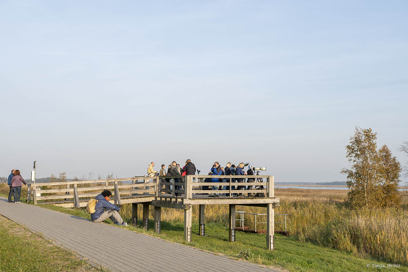Kranichbeobachtung an Land in Zingst