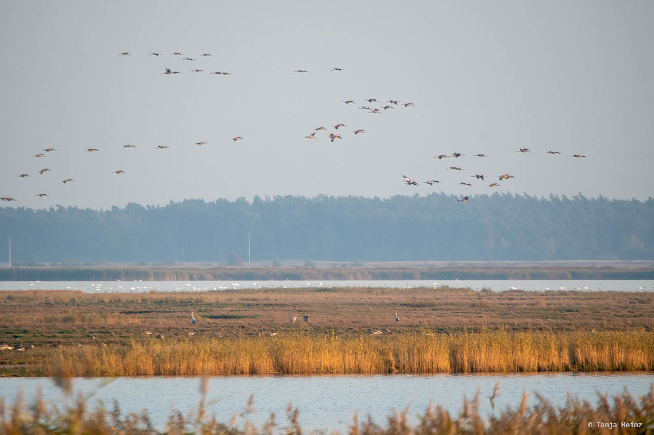 Bodden auf Fischland-Darß-Zingst