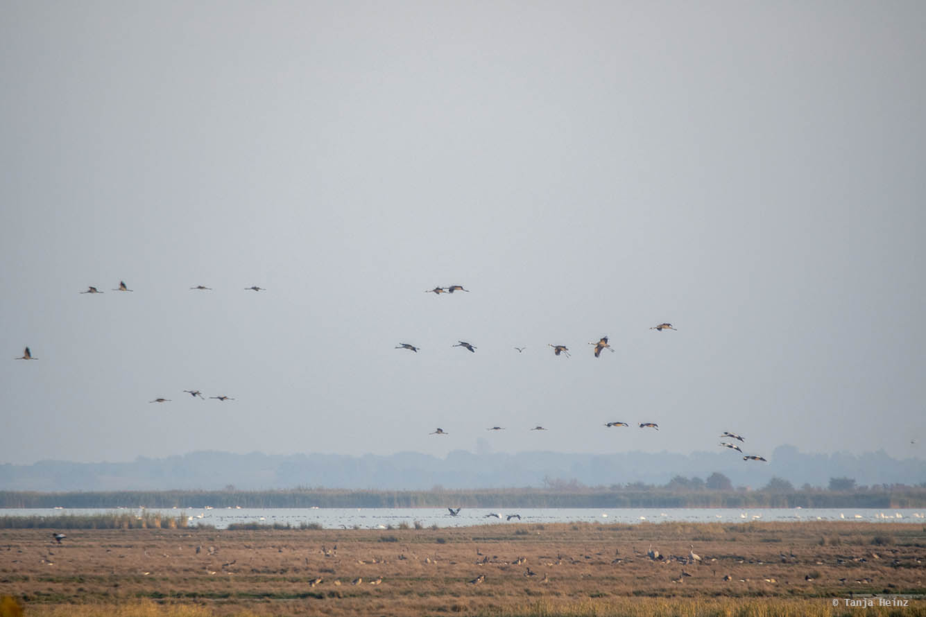 Bodden auf Fischland-Darß-Zingst