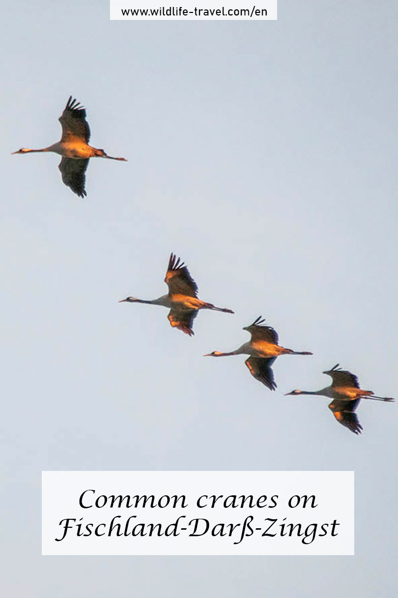 Cranes on Fischland-Darß-Zingst