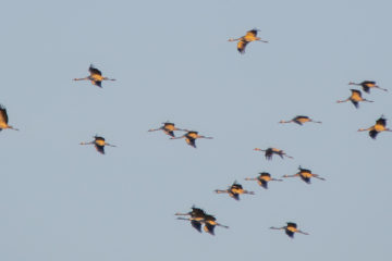 Fischland-Darß-Zingst