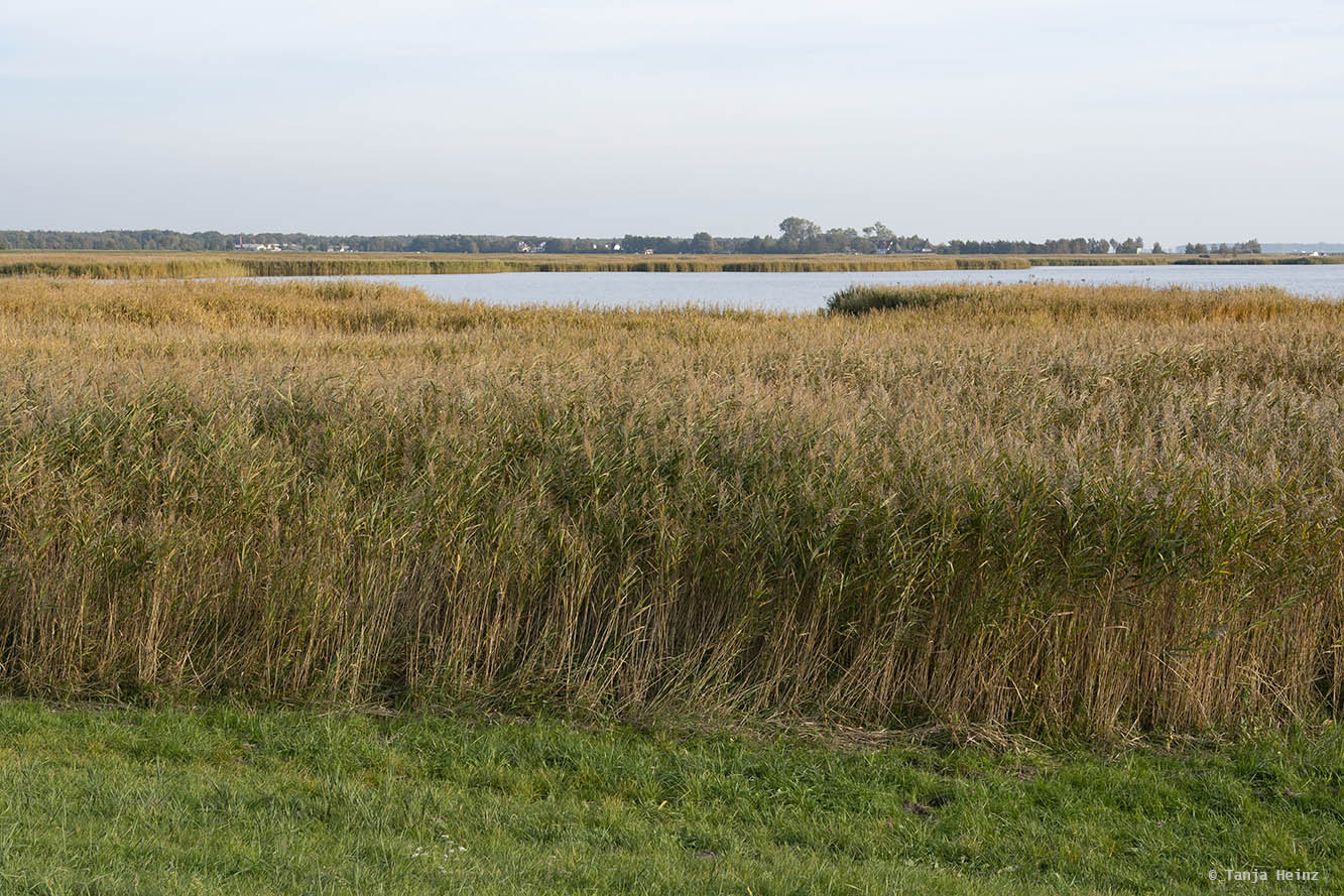 Landschaft auf Fischland-Darß-Zingst