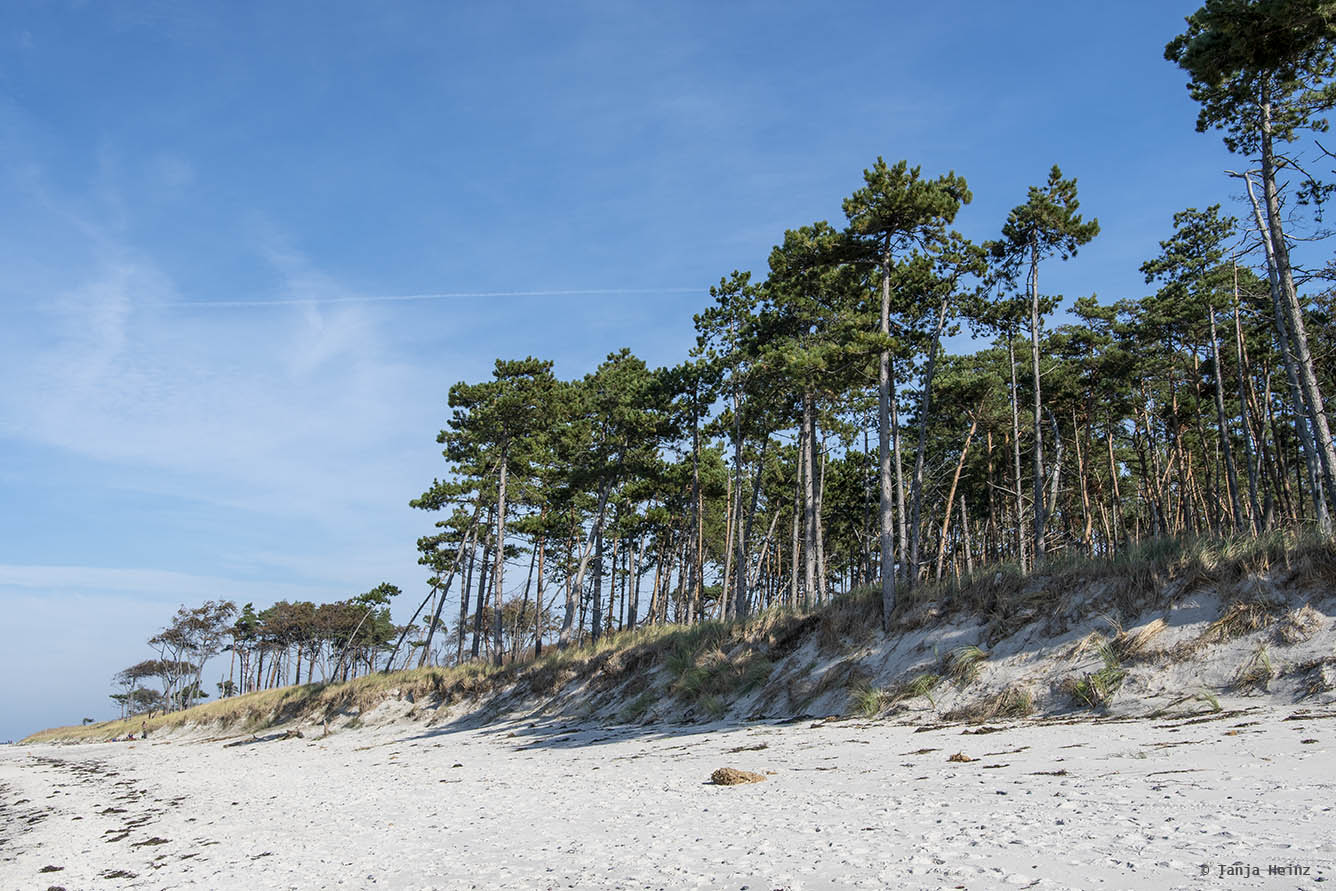 Wald am Weststrand