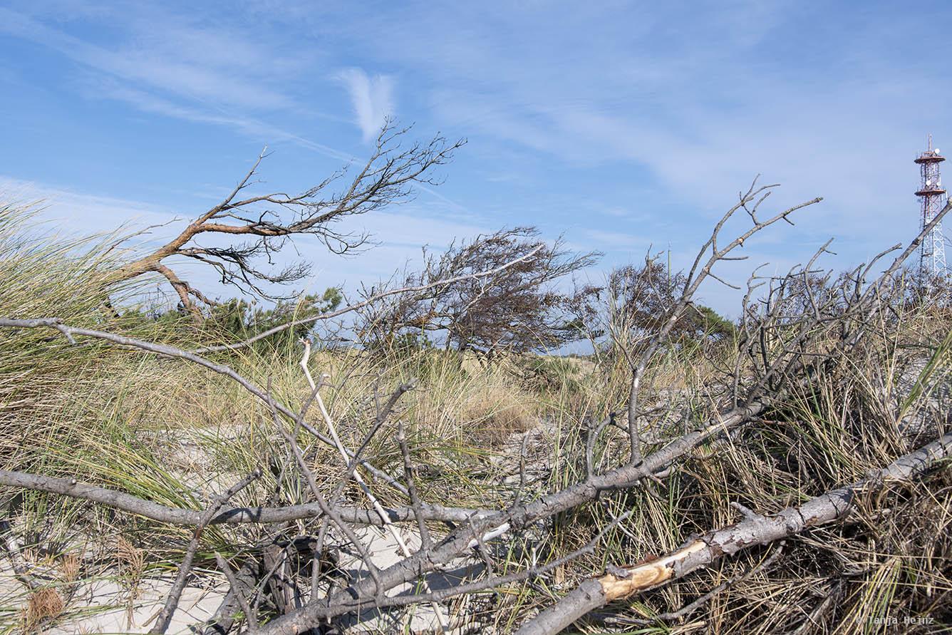 Weststrand auf Fischland-Darß-Zingst