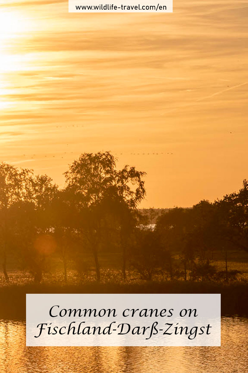Cranes on Fischland-Darß-Zingst
