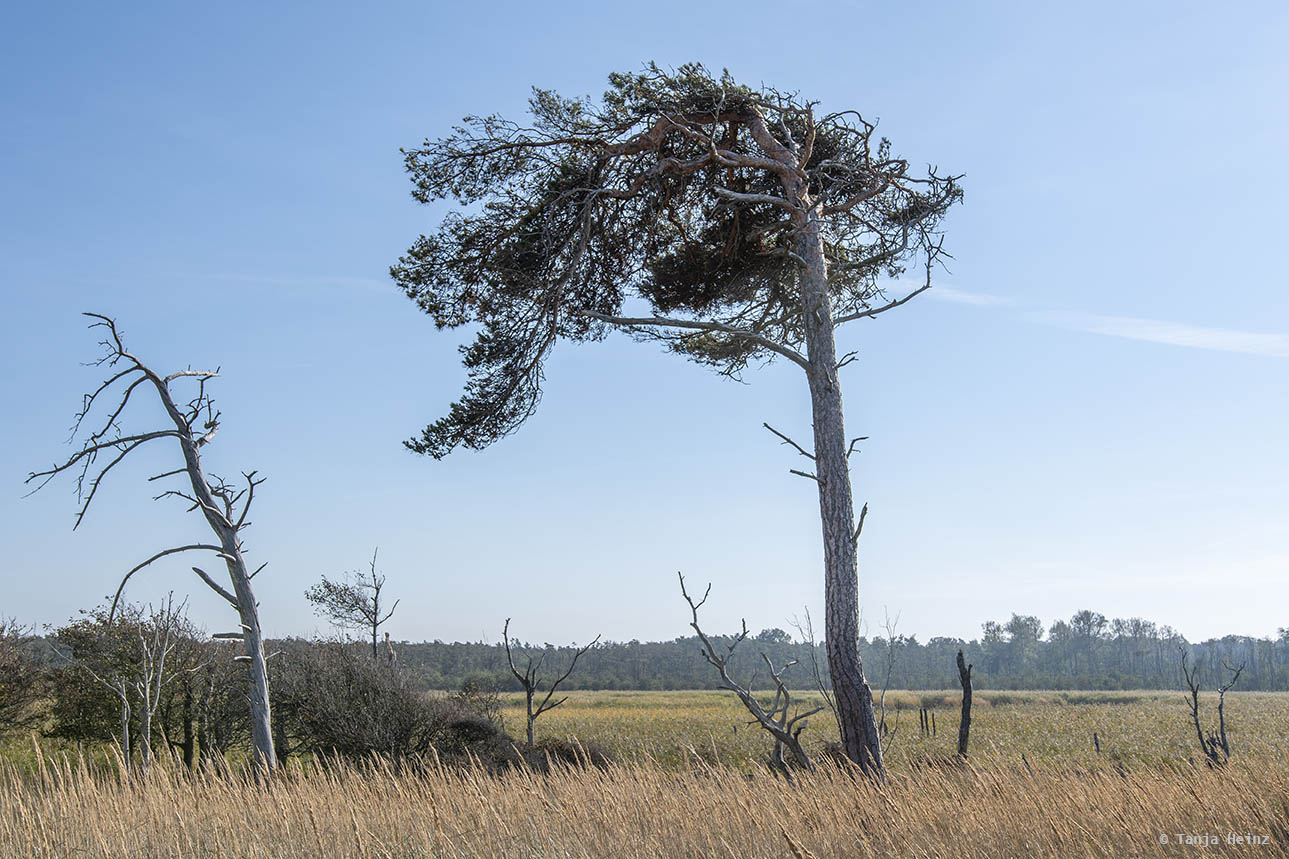 Windflüchter am Weststrand