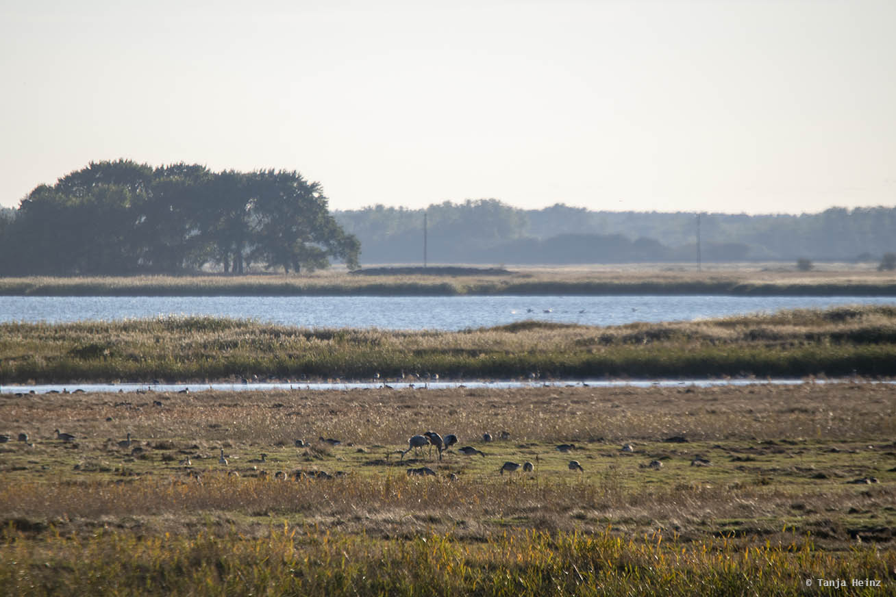 Bodden an der Ostsee