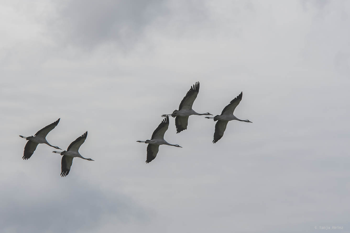 Common cranes in flight