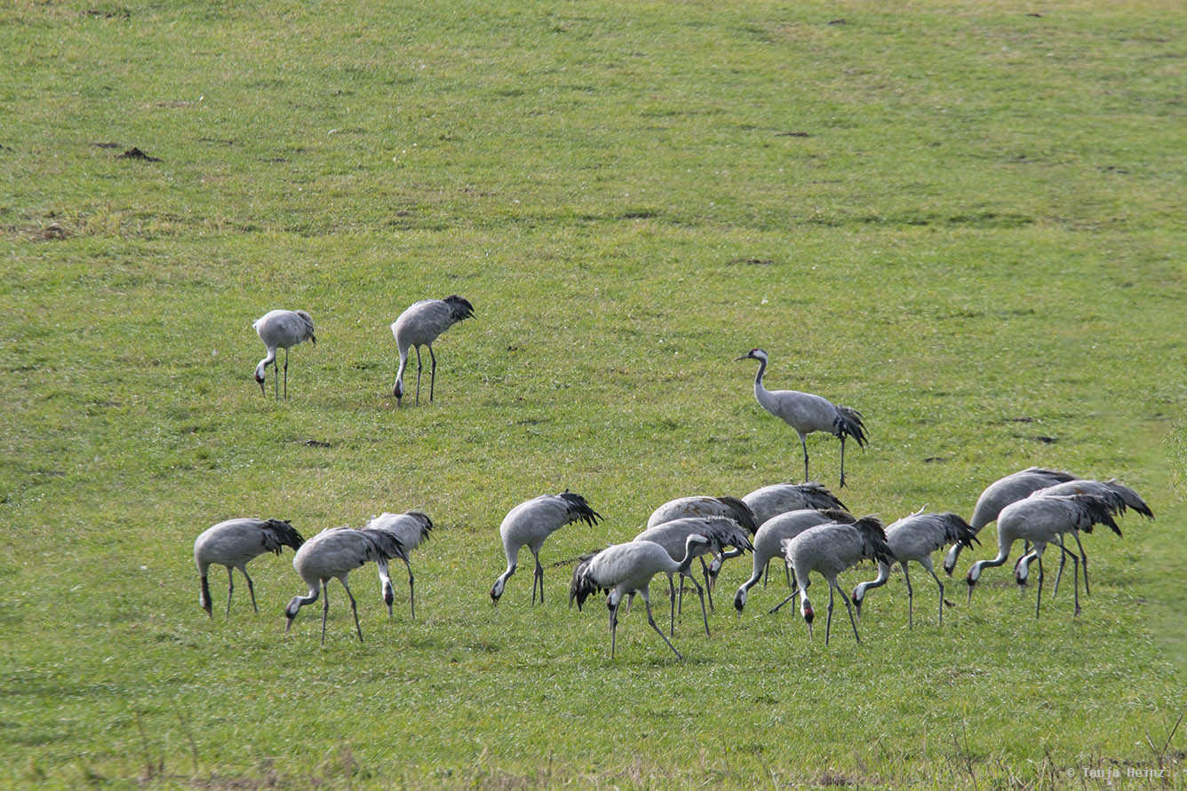 Common cranes at the Kranorama