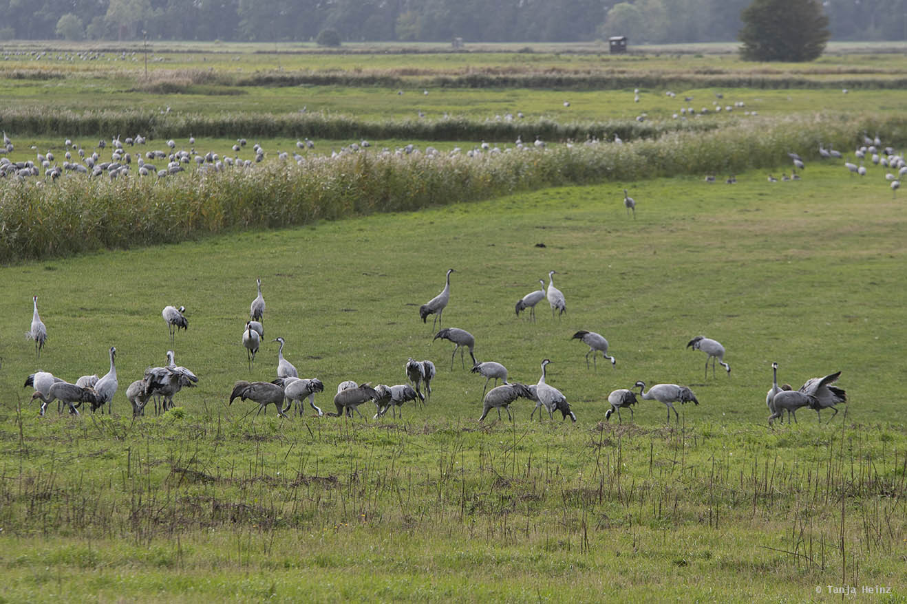 Cranes at the Kranorama