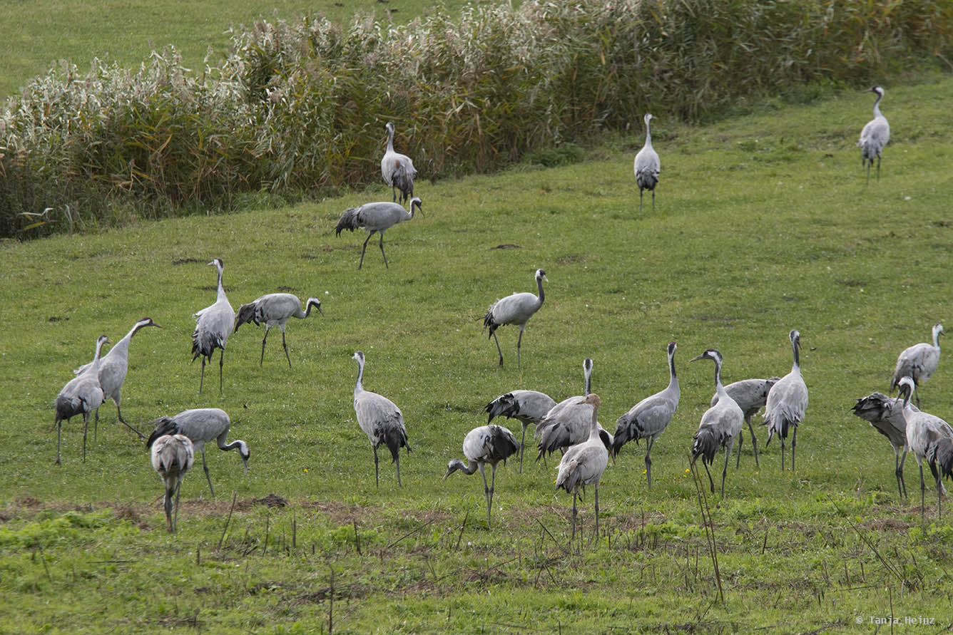 Cranes at the Kranorama