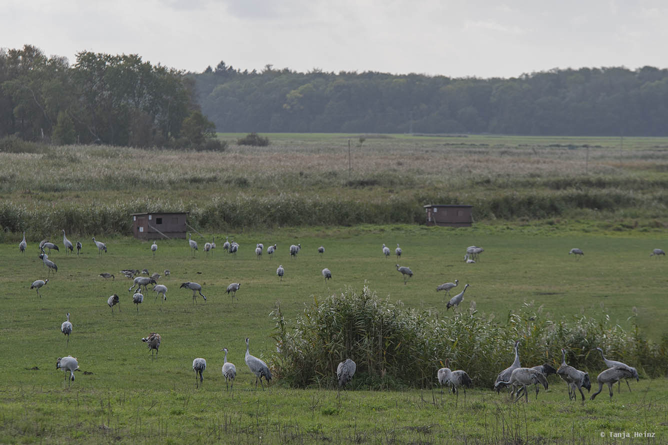 Cranes at the Kranorama