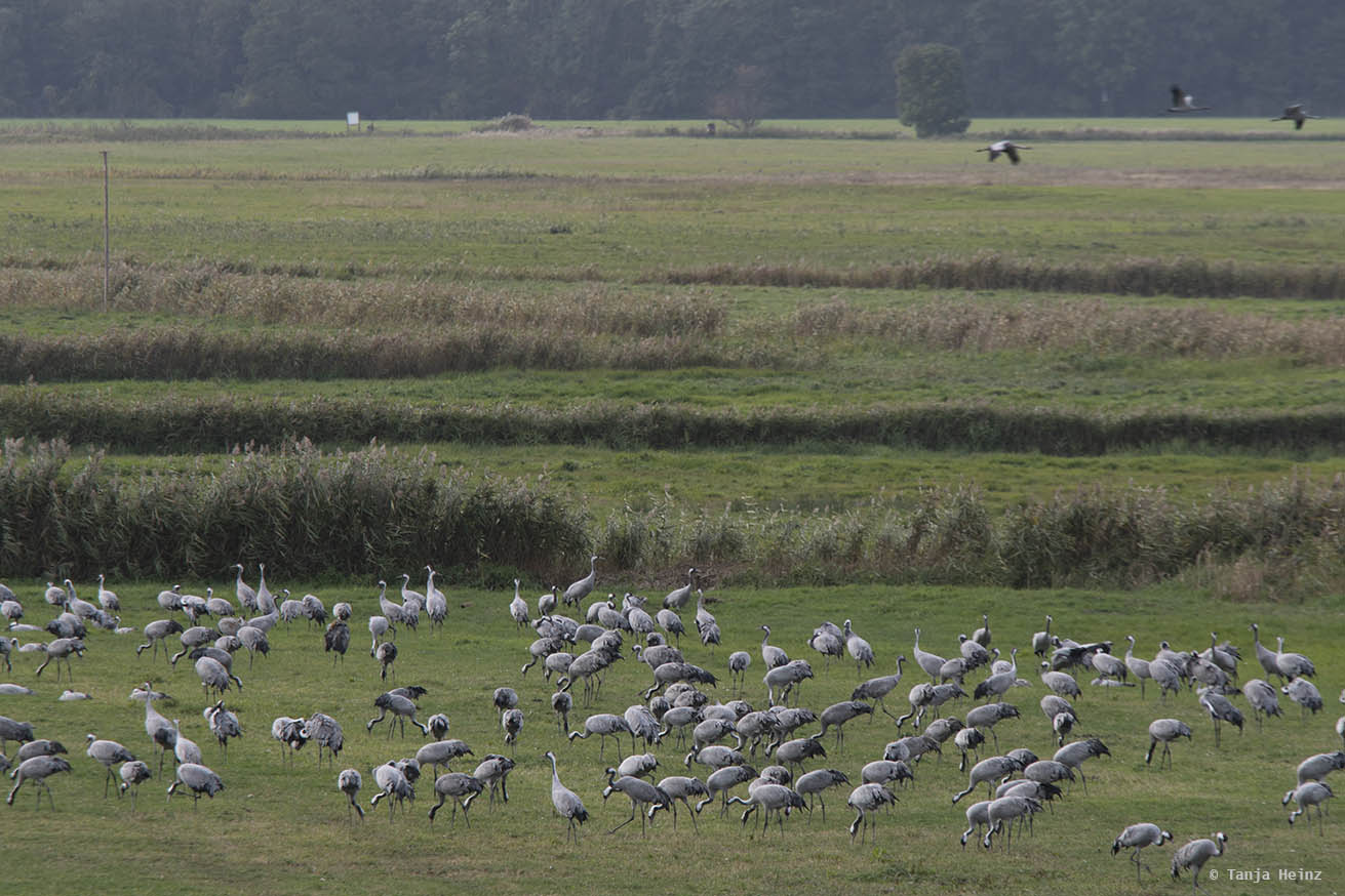 Cranes at the Kranorama