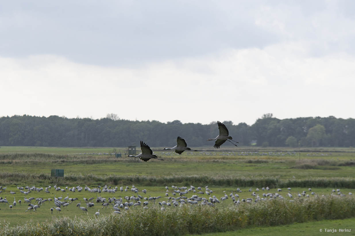 Cranes in flight