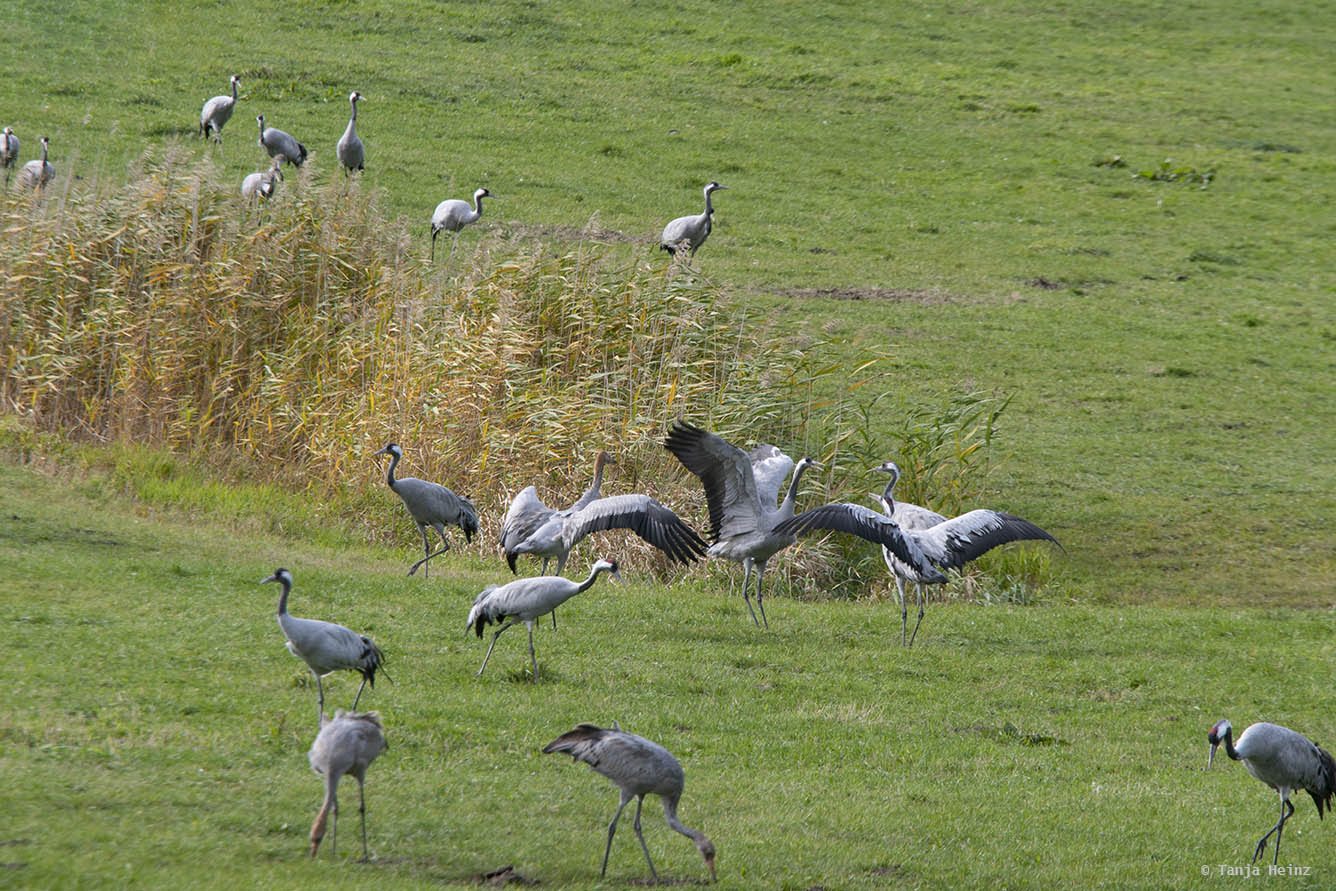 Cranes at the Kranorama