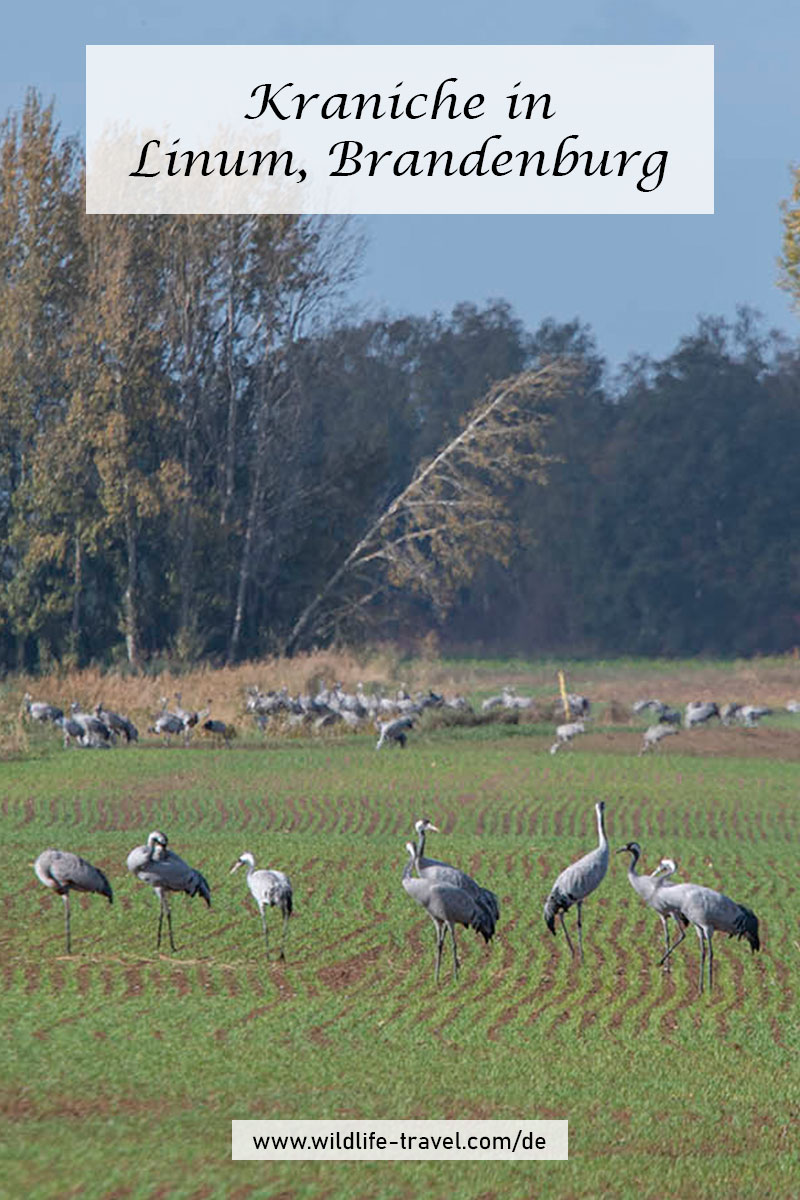 Kraniche in Linum