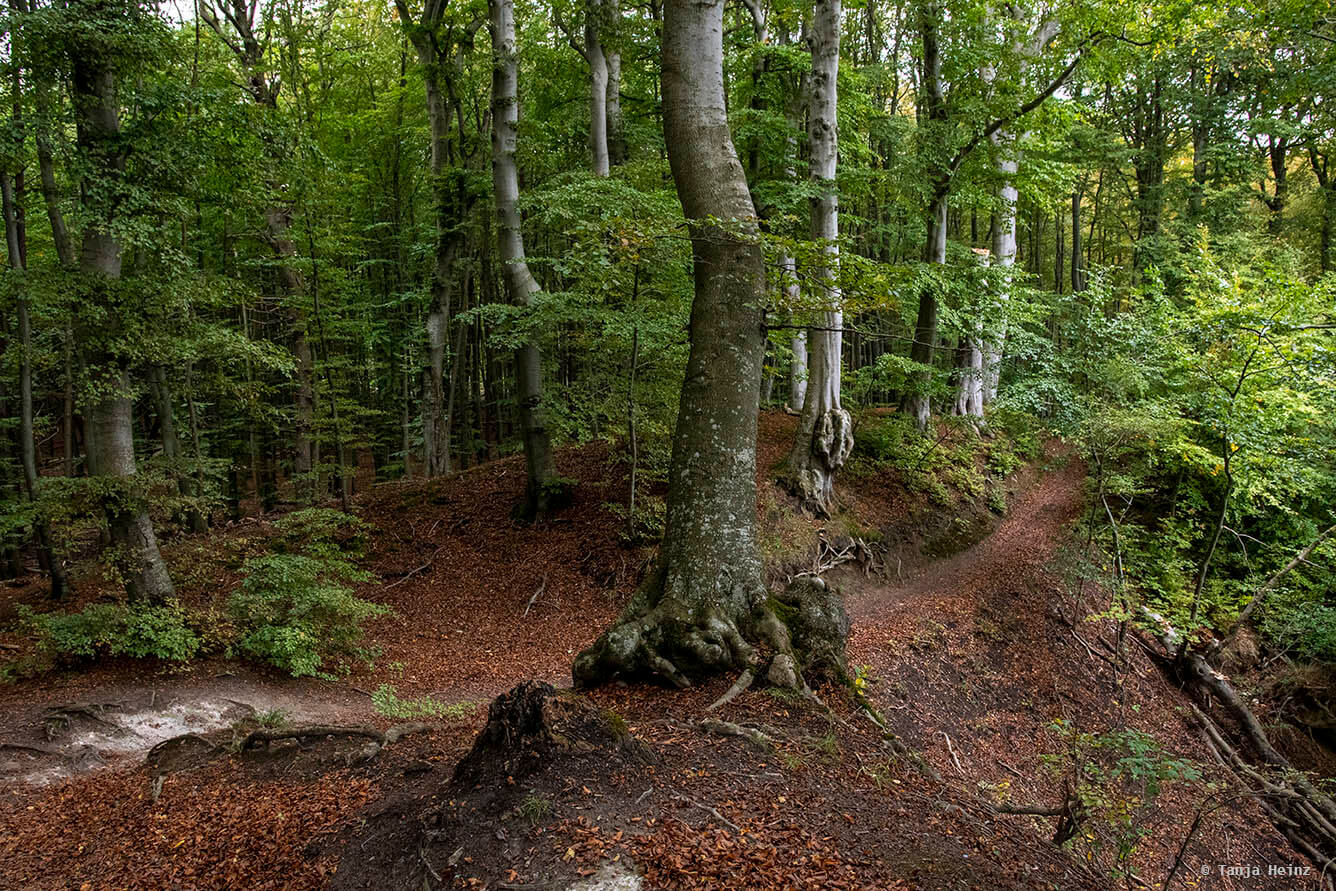 In den Buchenwälder