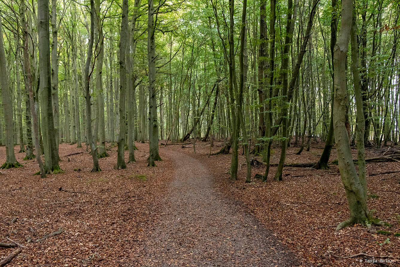 Weg durch die Buchenwälder