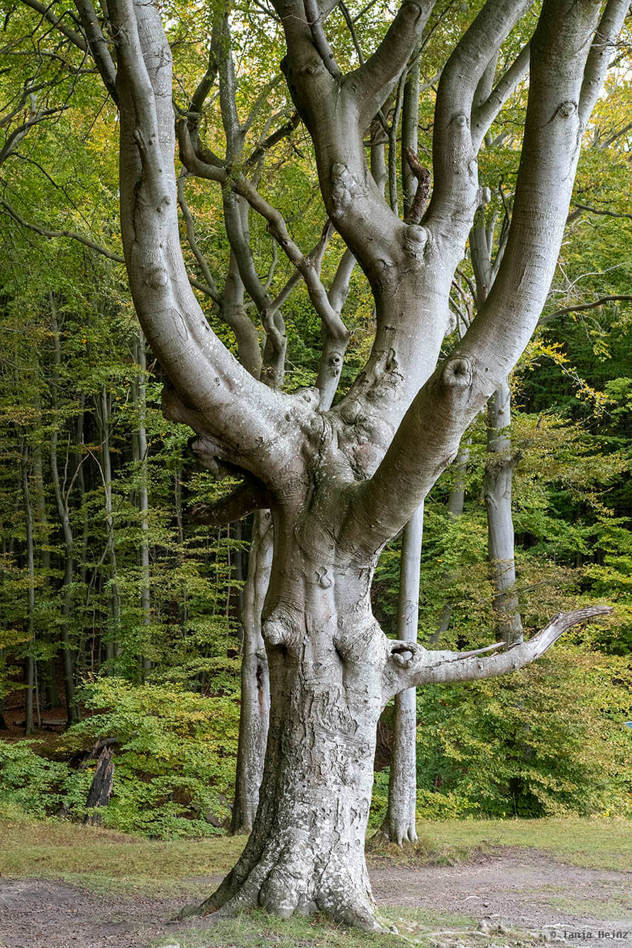 Baum in den Buchenwälder