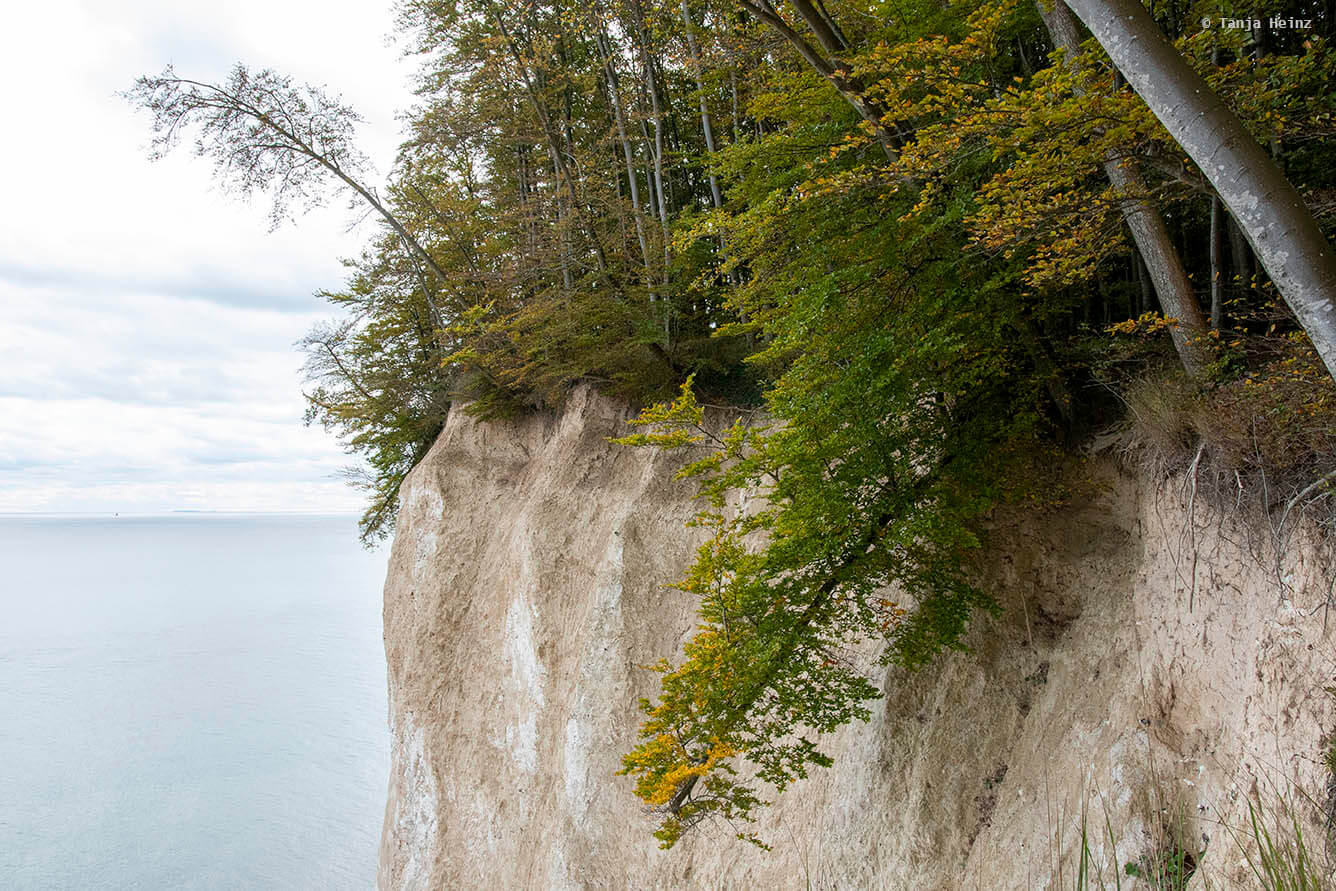 Tree in the beech forests
