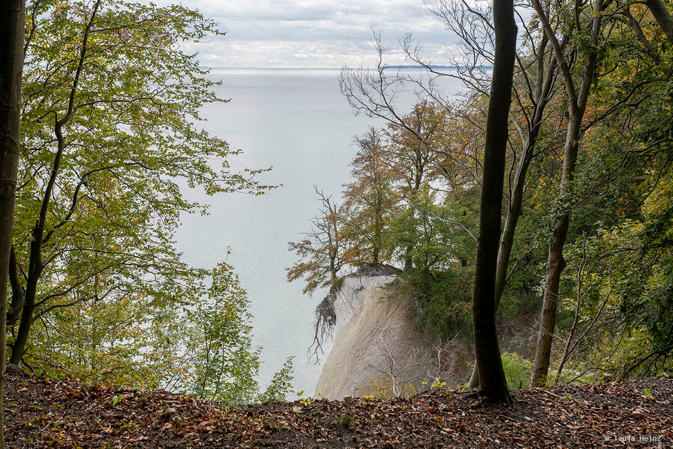 Baum in den Buchenwälder