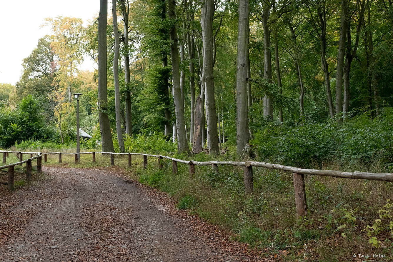 Eingang zu den Buchenwälder