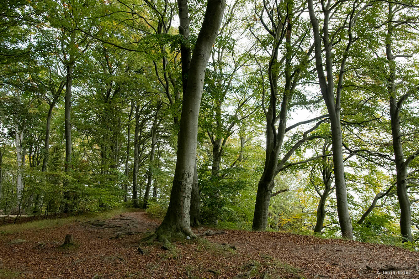 In den Buchenwälder