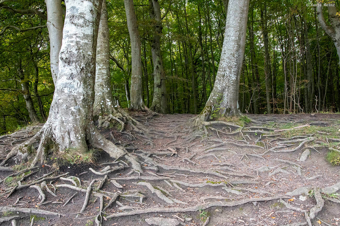 Wurzeln in den Buchenwälder