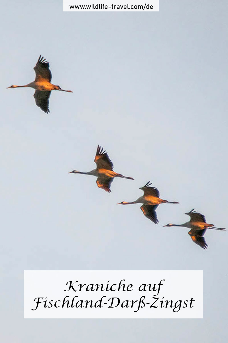 Kraniche auf Fischland-Darß-Zingst