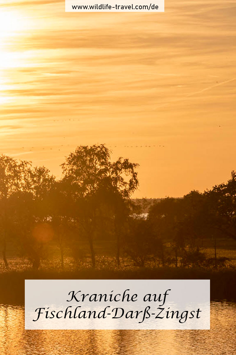 Kraniche auf Fischland-Darß-Zingst