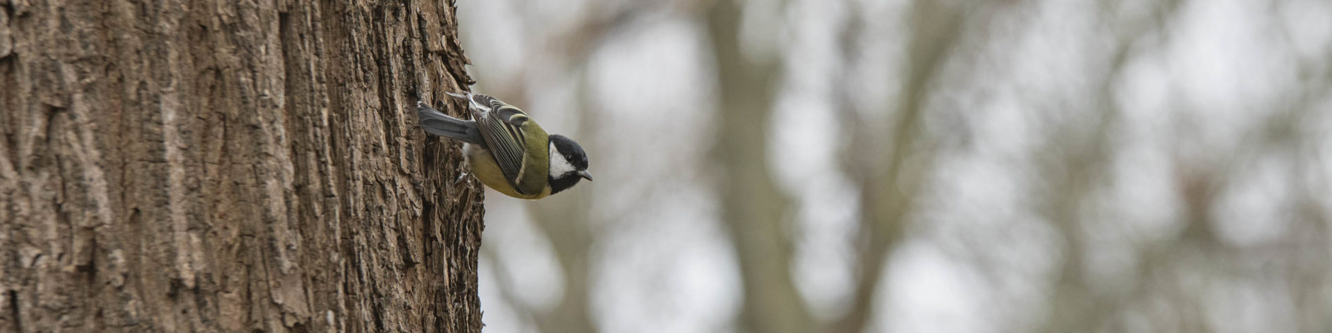 Stunde der Wintervögel
